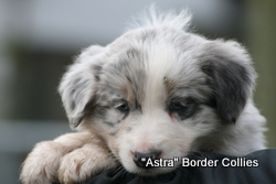 Slate Merle and Tan - Male, Rough coated, Border collie puppy